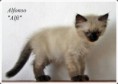/album/alfonso/alfonso-9-hetes-005-jpg/